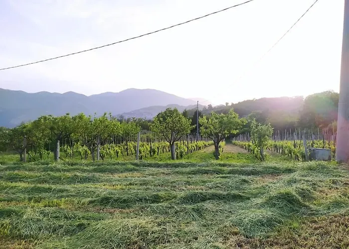 Vigneto Segreto Kamp alanı *